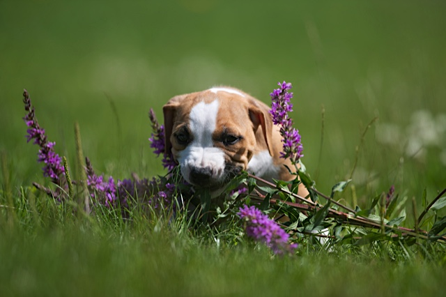 pics by Lies Buisman