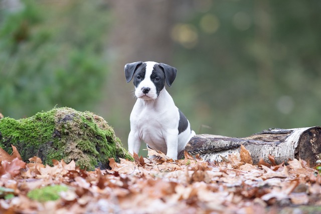 pics by Lies Buisman